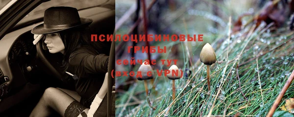 стаф Алексин